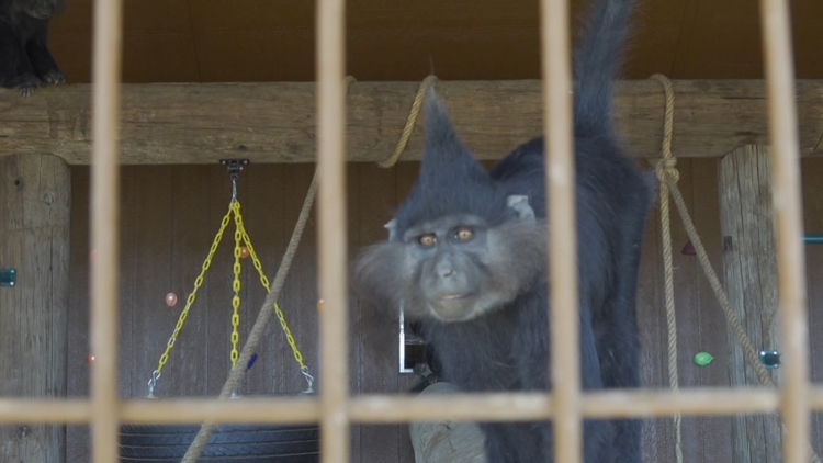 Exclusive look at Big Spring's newest community zoo — NewsWest 9 (Permian Basin), Dallas Community news