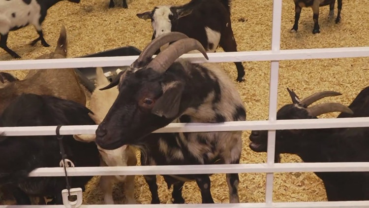 Health officials investigate E. coli cases possibly linked to State Fair of Texas petting zoo — Dallas Health news